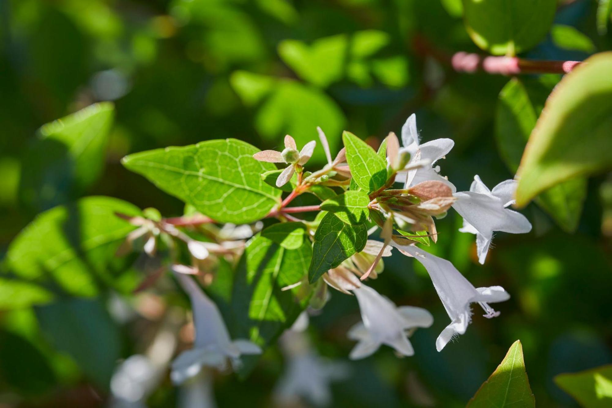 Mandarin Oriental, Santiago Hotell Eksteriør bilde Flowering honeysuckle